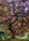 Displate - Poster aus Metall - Magnet-Montage - World Class Photos - Japan - Japanese Maple Tree - Größe M - 32x45cm Matt