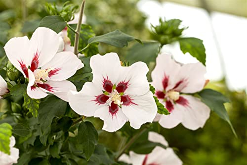 Hibiscus syriacus 'Hamabo' 80-100 cm - Gartenhibiskus, rosa Blüten mit rotem Auge, Blütezeit Juli-September, ideal für Hecken, pflegeleicht und winterhart
