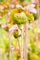 Sarracenia purpurea ca. 9x9 cm Topf - Purpurrote Schlauchpflanze, fleischfressend, ideal für Moorbeete, dekorativ und pflegeleicht
