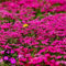 500 pcs blaukissen samen winterhart mehrjährig pflanze extrem winterharte kübelpflanzen bienenweide saatgut mehrjährig bienenfreundliche blumensamen spezielle samen bienen wiese gartenblumen