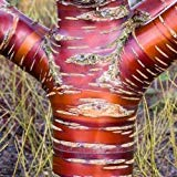 vegherb Tibetische Birchbark Kirschbaum Seeds (Prunus Serrula) 10 + Seeds (10+)