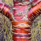 vegherb Tibetische Birchbark Kirschbaum Seeds (Prunus Serrula) 10 + Seeds (10+)
