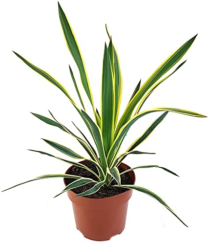 Fangblatt - Yucca gloriosa 'variegata' - exotische Kerzenpalmlilie - winterharte Kübelpflanze ca. 45 cm hoch