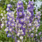 Delphinium Highlander Bolero - Larkspur | Outdoor Perennial Plants Garden Ready (15-25cm Incl. Pot)