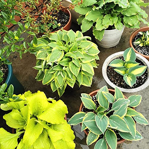 funkien kaufen samen - Hosta plantaginea - kräuter samen winterfeste pflanzen für garten ausgefallene geschenke dachbegrünung pflanze winterharte pflanzen für garten hochbeet samen 200 Stück