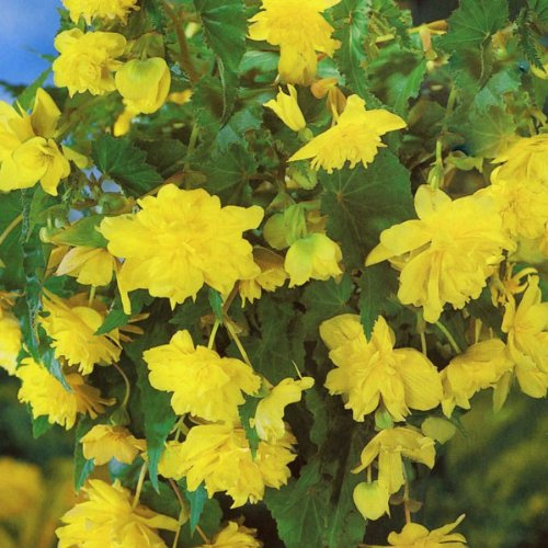 Begonia Pendula Yellow Flowering WPC Prins Pack x3 Bulbs/Tubers