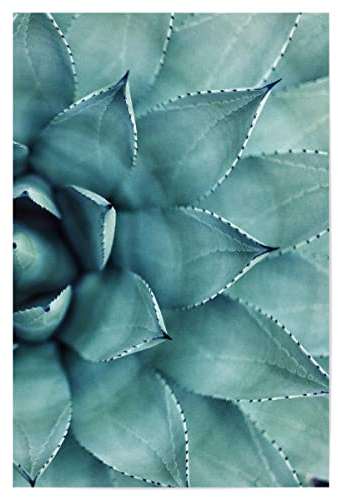 artboxONE Poster 60x40 cm Floral Succulent - Right - Bild sukkulente Kaktus nahaufnahme