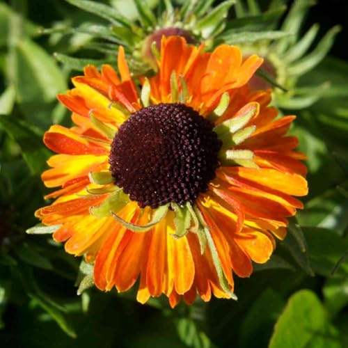Garten-Schlüter® Sonnenbraut ‚Short’n Sassy‘ – 9 cm Topf – Helenium x cultorum – kompakte Staude – orange-rote Blüten - niedrigbleibend