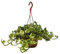 Efeutute, Scindapsus, (Epipremnum aureum) Sorte: N'Joy, weiss buntes Blattwerk, rankend, Ampelpflanze, luftreinigend (eine Pflanze in einer 15cm Hängeampel)