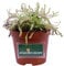 Pianta Carnivora Pianta Carnivora Mangia Insetti pianta da interno pianta ornamentale Carnivora Pianta Carnivora vera venduta da eGarden.store (Drosera Capensis Alba)