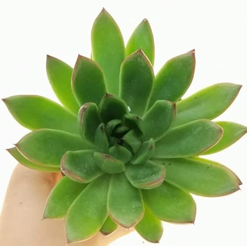 Echeveria Agavoides Planta Natural de Fácil Cuidado