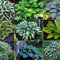 Hosta pianta Piante bulbi Piante erbacee perenni Pianta da esterno Rizoma Hosta Funkia-Rizoma Hosta Funkia-Hosta pianta Piante bulbi