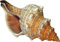 Kaltner Präsente Geschenkidee - Muschel Fasciolaria Trapezium Trapez Bandschnecke Meeresschnecke (13-14 cm)