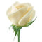 20 semi White Rose Fiore Rosa: Only Seeds