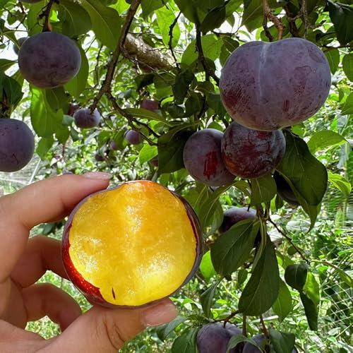 pflaumenbaum winterhart samen, pflaume baum samen - bäume garten winterhart, gartenpflanzen winterhart mehrjährig pflaumen samen, obstbäume, kaufen geschenke für gartenliebhaber 55pcs