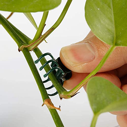 Wifehelper 100 Stück Pflanzenstützen Clips Garten Clips Kunststoff Mini Stiel Blumen Garten Werkzeuge Stiel Clips Groww Aufrecht Orchidee