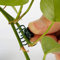 Wifehelper 100 Stück Pflanzenstützen Clips Garten Clips Kunststoff Mini Stiel Blumen Garten Werkzeuge Stiel Clips Groww Aufrecht Orchidee