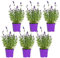 Bloomique - 6er-Set - Lavandula Angustifolia - Lavendelpflanze - Gartenpflanzen - Winterhart - 15-20 cm Hoch - Topf 10,5 cm