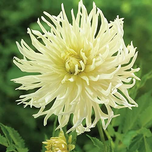 1 x Dahlia Cactus Star Type – Swirly Spidery Blooms – Perennial – Summer Flowering Bulb – for Your Beautiful Garden (1 x Dahlia Cactus Star Type - White Star)