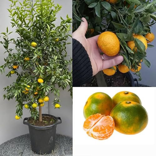 SAVINI VIVAI Mandarinenpflanze, Zitrusbaum, frühe Satsuma-Miyagawa-Mandarine im 35 cm Topf, Höhe 150–180 cm, 6–7 Jahre Veredelung, hergestellt in Italien