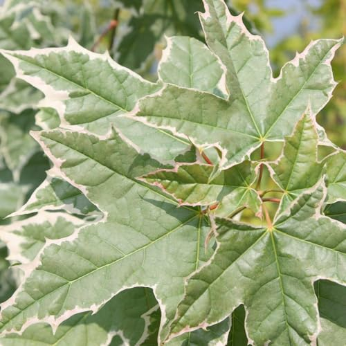 Plant Theory 1.5m - 1.8m Drummondii Norway Maple Tree Acer Platanoides 12L Pot