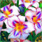 Lirio Azul, Lirio Azul Planta, Lirio Blanco Bulbo, Lirio Semillas Lirios Bulbos