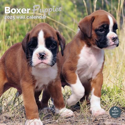 Baker and Bray Boxer Dog Puppies Kalender 2025, großer quadratischer Wandkalender, 16 Monate, Boxer Hund Welpen Geschenk Hundekalender