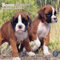 Baker and Bray Boxer Dog Puppies Kalender 2025, großer quadratischer Wandkalender, 16 Monate, Boxer Hund Welpen Geschenk Hundekalender