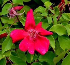 Rosa chinensis 'Sanguinea' / Rosier de Chine rouge/Godet