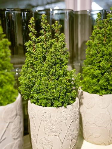 [x1] YEW Hedging | TAXUS BACCATA | Evergreen | Bushy Hedging Plant |15-30CMS | P9 POTS
