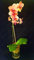 50 PC Mini Orchideensamen Mini Bonsai Blume Phalaenopsis-Orchideen, seltene Phalaenopsis Blumensamen für zu Hause Gartenbedarf 1
