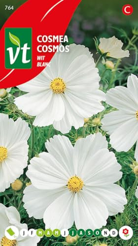 Cosmos Blanc Graines - Magnifiques grandes fleurs blanches à couper