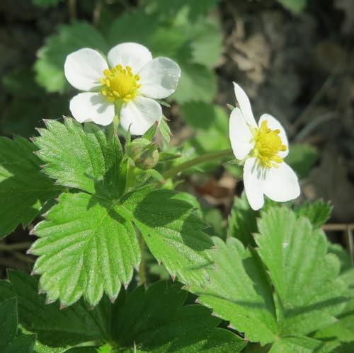 6 x Erdbeere - Fragaria Vesca Topf 9x9cm: Wildtyp, aromatische Früchte, ideal für naturnahe Gärten.