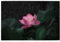 Lotus Flower 1000 Stück Holzpuzzles in Kunststoffboxen, feine Verarbeitung und Haltbarkeit