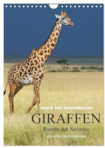 Magie des Augenblicks - Giraffen - Riesen der Savanne (Wandkalender 2026 DIN A4 hoch), CALVENDO Monatskalender: Eindrucksvolle Bilder von Giraffen, ... von Winfried Wisniewski (CALVENDO Tiere)