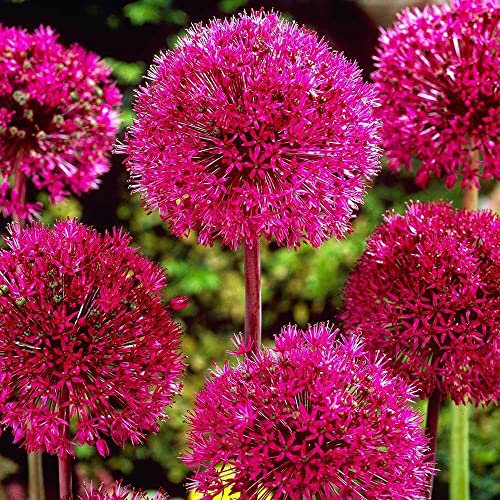 Allium Red Giant 12/14cm x6 Bulbs, Garden Plant Flowering Bulb,Flowering Garden Easy to Grow Your Own Outdoor Garden Flower Plants 6X Bulbs