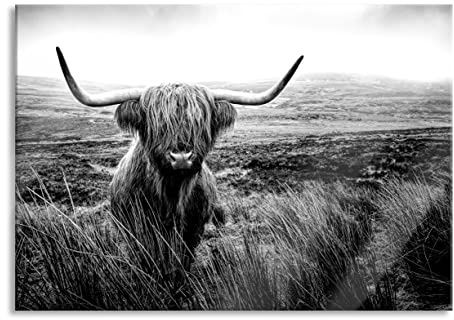 Pixxprint Glasbild, Wandbild aus Echtglas, Highland Rind mit großen Hörnern Steppe, Monochrome, 100x70 cm, inkl. Aufhängung und Abstandshalter