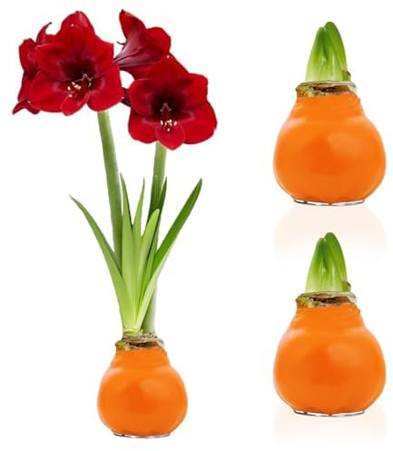 Amaryllis in Wachs Orange (2 Zwiebeln) | Wax Amaryllis Blumenzwiebeln Großformat 26/28, Echte Pflanzen aus Holland, Hippeastrum (keine Samen, nicht künstlich)