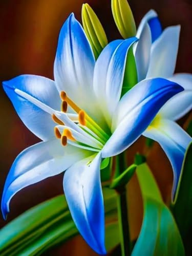 Lilien Rhizome//pflegeleicht//Trockenheitsresistent und kälteresistent//schnelles Wachstum-10 Rhizome-C