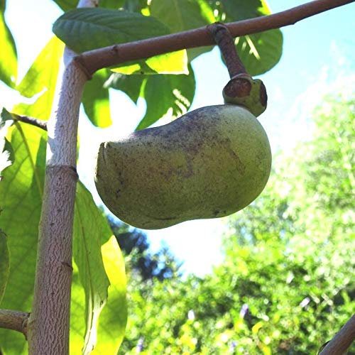 Müllers Grüner Garten Shop Paw Paw Indianerbanane Asimina triloba veredelte Sorte Overleese ca. 40-60 cm im 1 Liter Topf