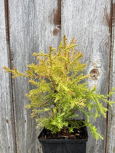 White Cedar 'Rheingold' Conifer Tree - Thuja occidentalis | 20cm+ Tall | 9cm Pot UK Grown