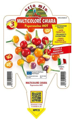 Pianta vera di Peperoncino piccante multicolore tondo Chiara - Diametro Vaso Ø 14 cm