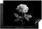 KitchenYeah© Protege Couvre Plaque De Cuisson Deco Cuisine Tapis Protection Protecteur Induction Indispensable 77x51 cm Rose - Noir et blanc - Fleur - 77x51 cm