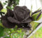 Neue frische 100 Stück neue frische zum Anpflanzen neue frische neue mehrjährige Rose Blumensamen 100 Stück schwarz