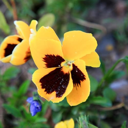 120 piezas Semillas de pensamiento silvestre, regalos de jardín para hombres jardín de piedras plantas resistentes, viola tricolor, productos sostenibles prado de flores flores silvestres