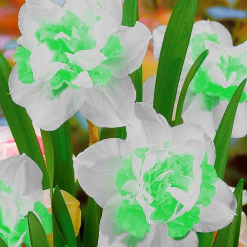 Leuchtend bunte Narzissen, mehrjährige, winterharte Blumenzwiebeln, Innen- oder Gartendekoration, romantisch und schön-10 zwiebeln-A