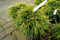 Gelbe Fadenzypresse Sungold Chamaecyparis pisifera Sungold Containerware 20-25 cm