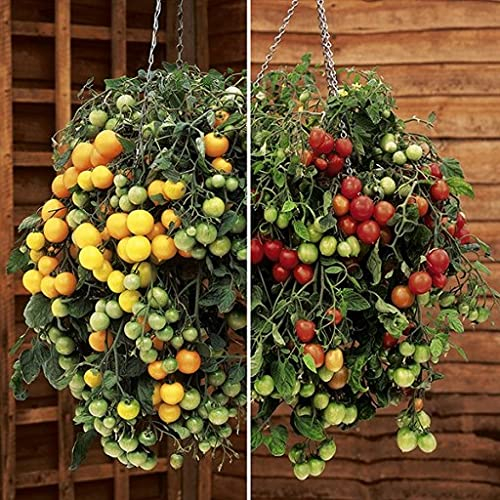 Tomato Tumbling Tom 20 Seeds - Red and Yellow Mix -Trailing, Weeping Tomato