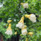 Granatapfel Pflanze Samen, baumsamen, balkonpflanzen winterhart Punica granatum, wildblumensamen mehrjährig winterhart winterharte stauden mehrjährig bonsai samen, gartenpflanzen 30pcs