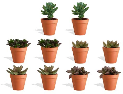 DutchLeafs Sedum Mix 10 Stück Verschiedene Mini-Sukkulenten im Ø 7 cm Terrakotta Blumentopf - Crassulaceae Mauerpfeffer Fetthennen Sukkulent Kleine Pflanzen Sammlung Pflegeleicht - Höhe 8-15 cm